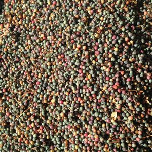 صادرات پسته کوهی ارگانیک به اروپا