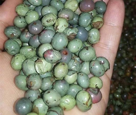 صادرات پسته کوهی ارگانیک به اروپا