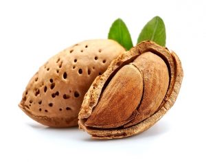 صادرات بادام درختی شیرین رقم مامایی