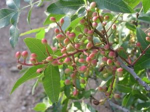 صادرات پسته کوهی ارگانیک به اروپا
