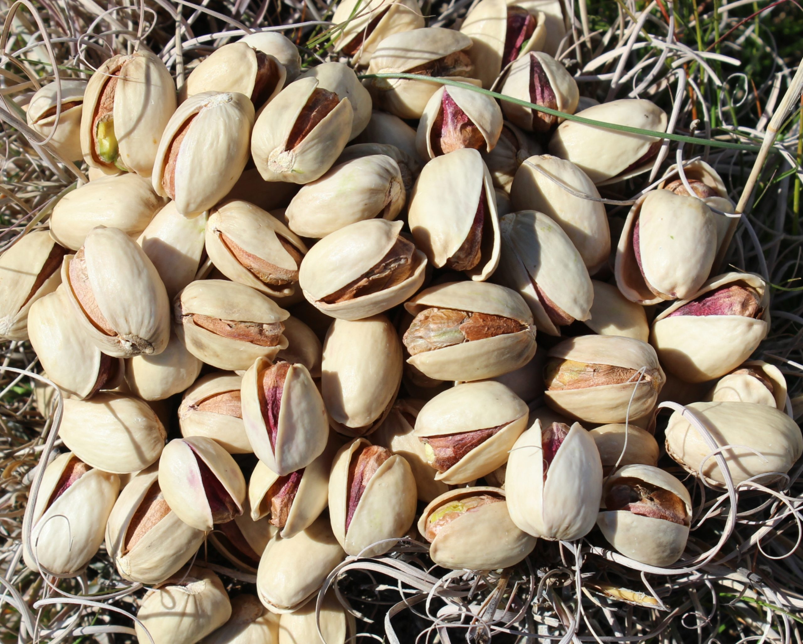 صادرات انواع پسته ایرانی به چین