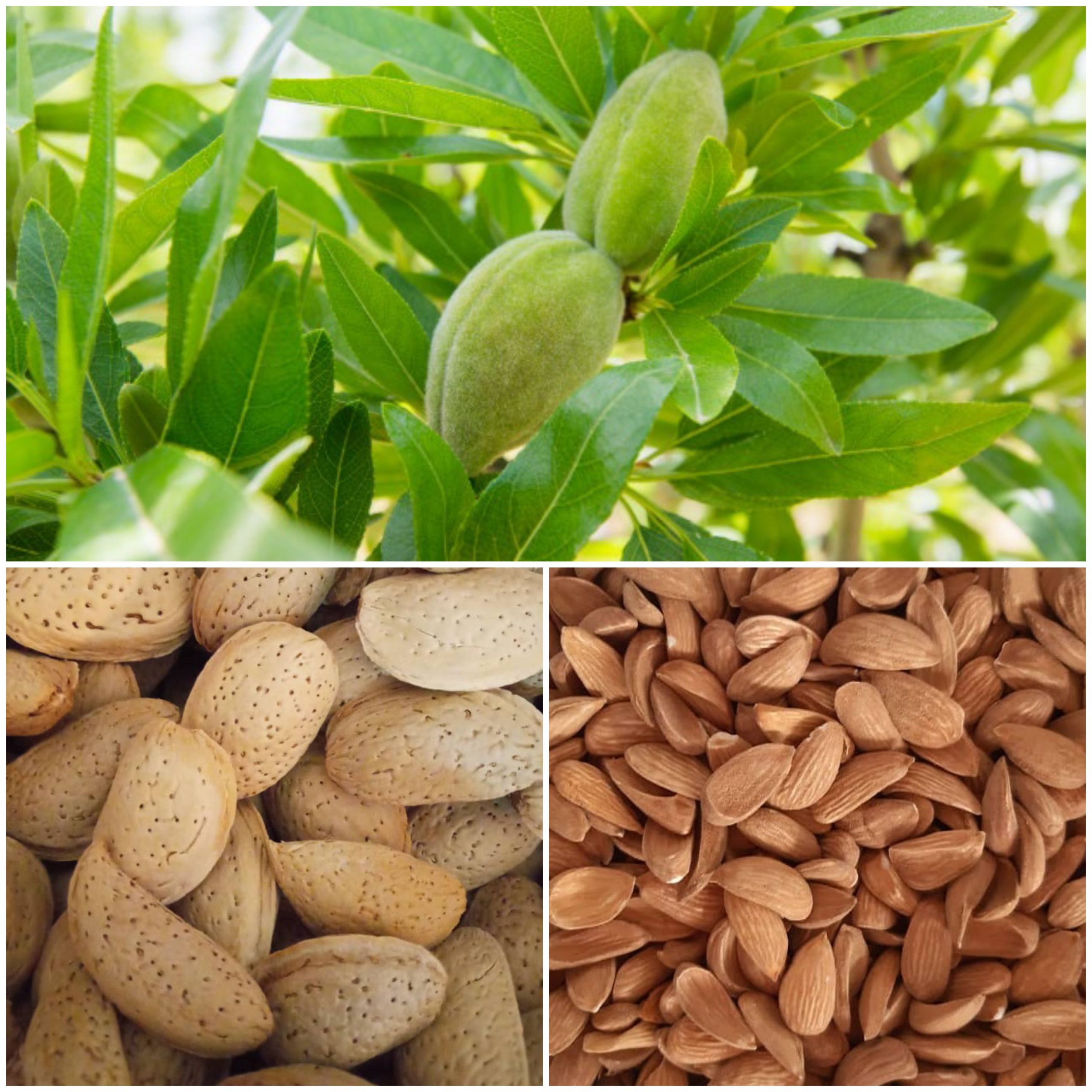صادرات بادام درختی شیرین رقم مامایی