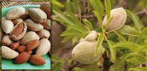 صادرات بادام شیرین درختی ایرانی