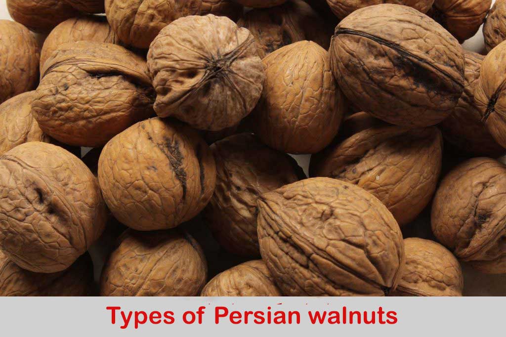 Types of Persian walnuts