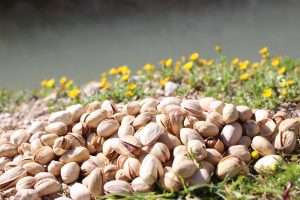 بهترین انواع پسته ایرانی برای چین