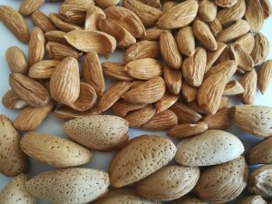 فروش مستقیم مغز بادام مامایی