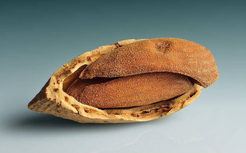 خرید بادام مامایی صادراتی عمده از بازرگانی خشکبار شادیز