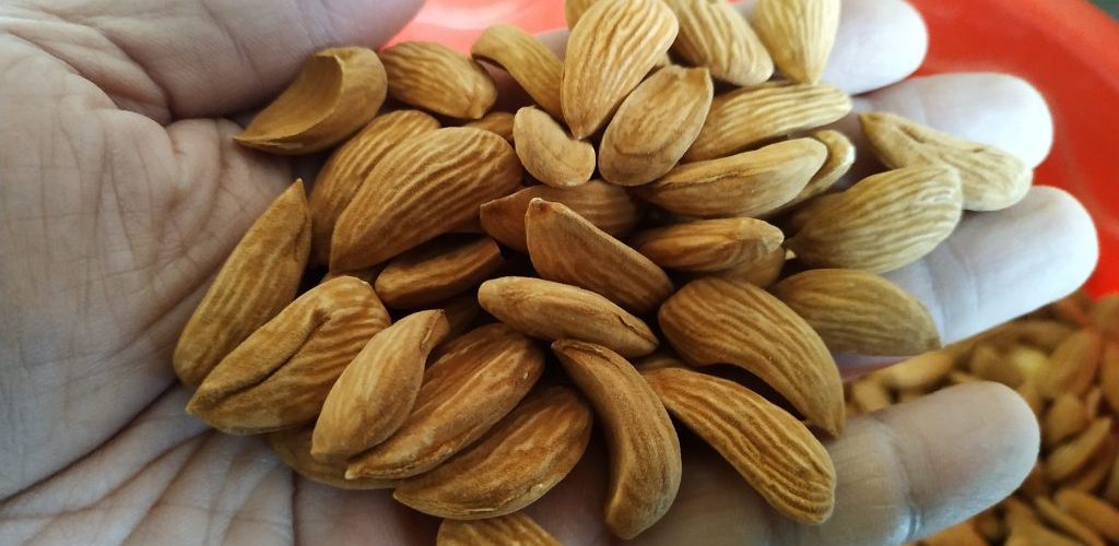 فروش بادام مامایی ممتاز برای صادرات به هند