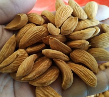 فروش بادام مامایی ممتاز برای صادرات به هند