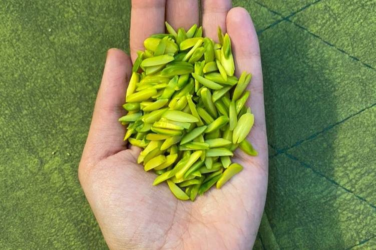 صادرات خلال پسته ایران به چین