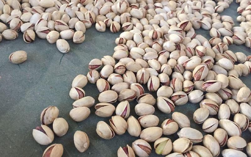 فروش پسته ارزان قیمت در قزاقستان