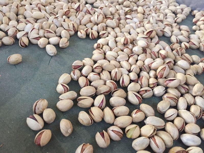 فروش پسته ارزان قیمت در قزاقستان