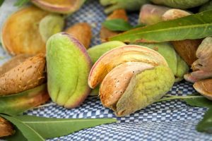 کاربرد و ویژگی های مغز بادام مامایی