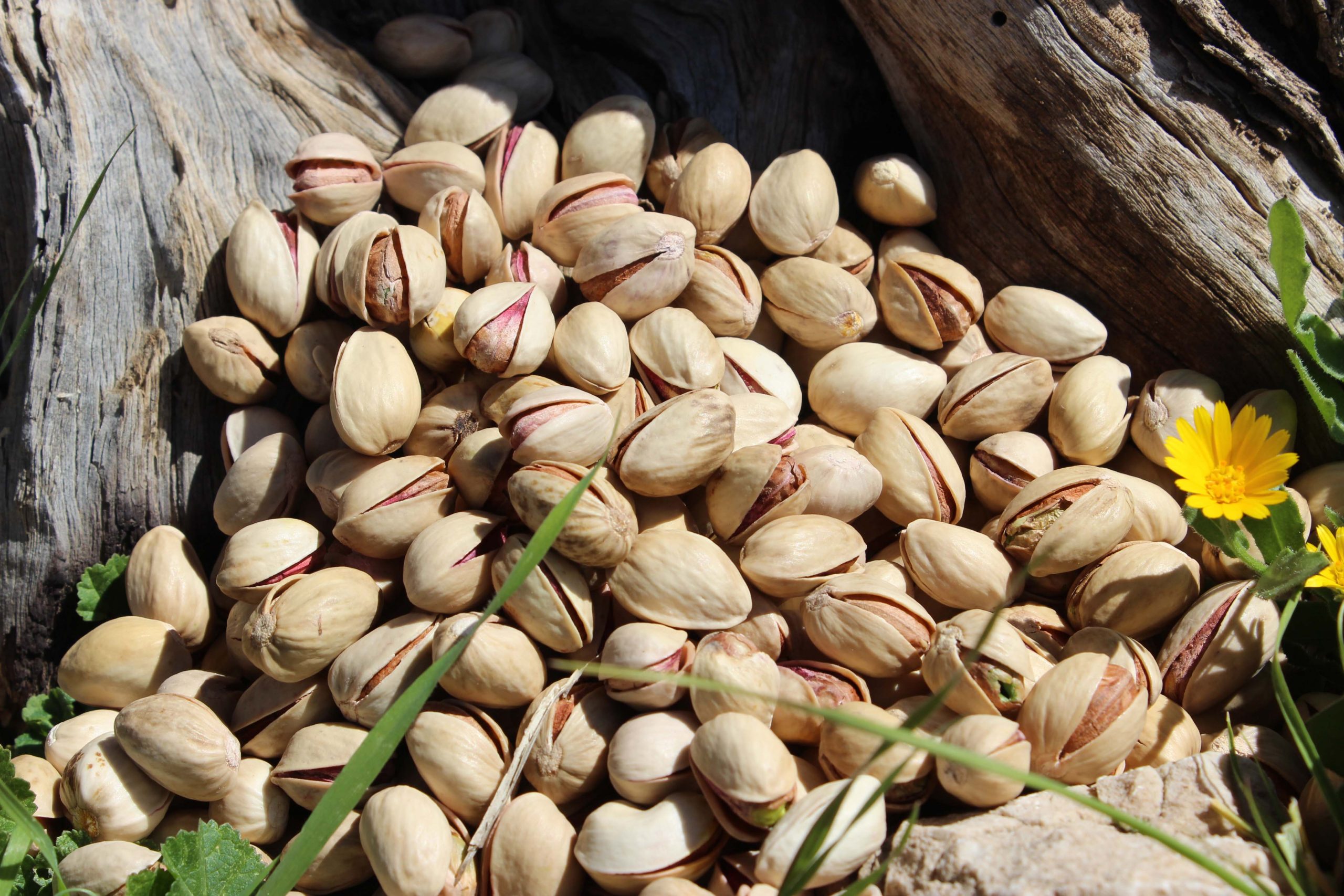 خرید پسته فندقی ایران در روسیه