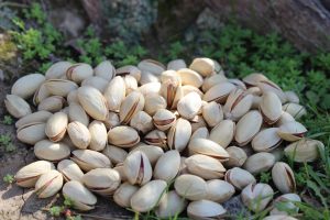 خرید آنلاین پسته درجه یک شادیز