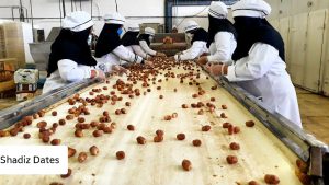 تولید کننده خرما - بزرگترین صادرکننده خرما_ شرکت تجارت پویا(شادیز)