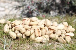 بازار صادرات/واردات پسته اکبری_ شرکت تجارت پویا(شادیز)