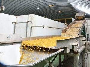 درجه بندی کشمش طلایی _ کارخانه کشمش شادیز