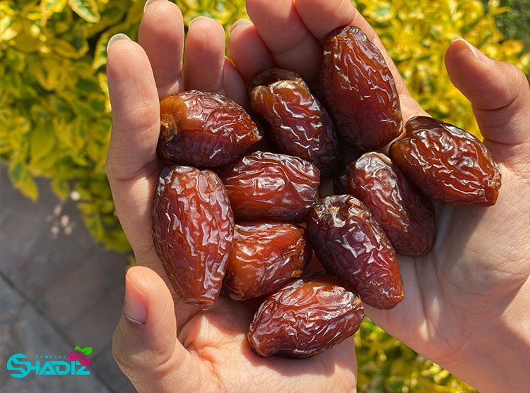 کارخانه خرمای شادیز _ تولید کننده خرمای ایرانی