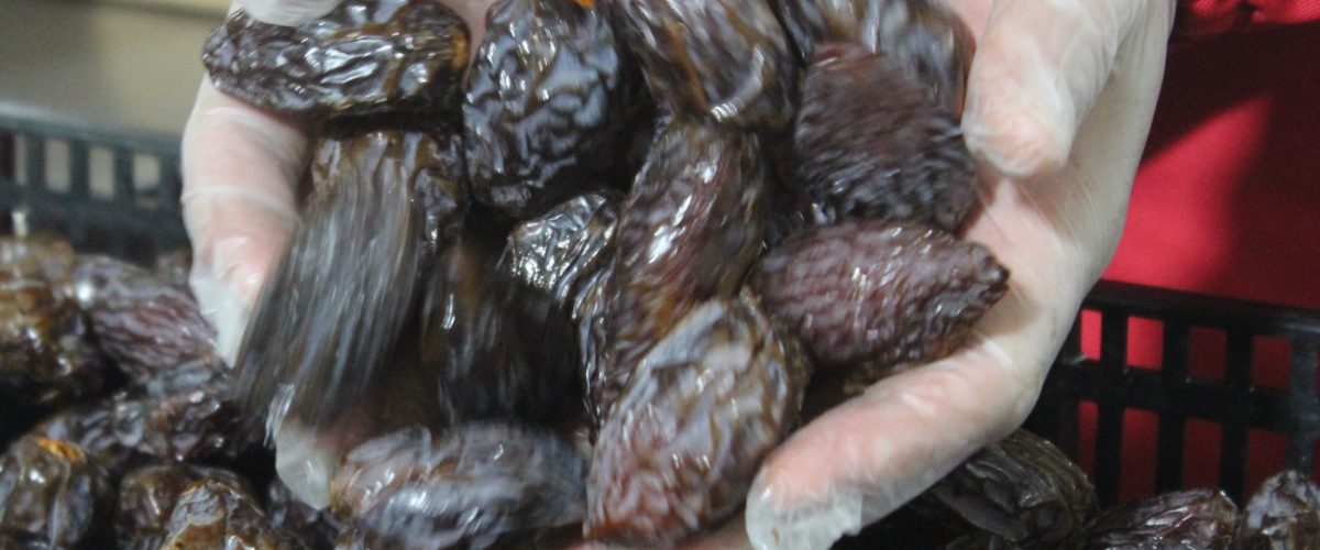 خرید خرما ایرانی | فروشنده خرما | شرکت صادرکننده خرما_ شادیز