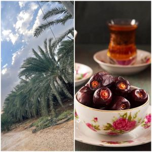 صادرات خرمای مضافتی توسط شرکت تجارت پویا(شادیز)_صادرکننده خرما مضافتی بم به هند_ شرکت خرما تجارت پویا(شادیز)