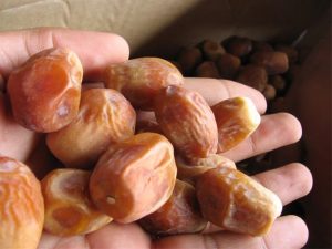 قیمت روز خرما زاهدی_ خرمای شادیز