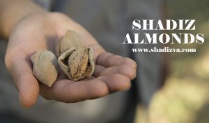 عوامل موثر بر کیفیت بادام درختی - توزیع کنندگان بادام صادراتی ایران - بادام شادیز