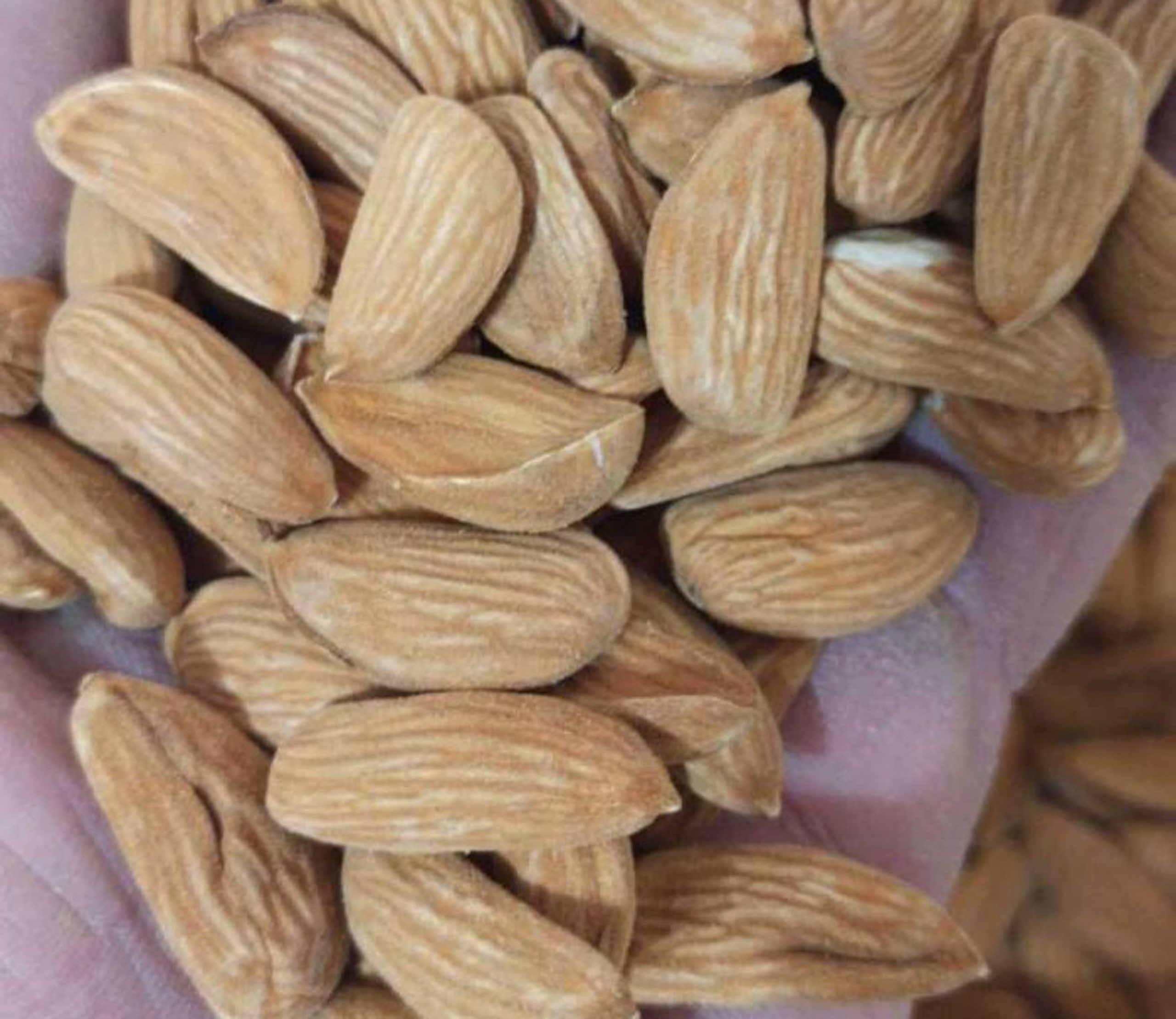 توزیع کنندگان بادام صادراتی ایران - بادام شادیز