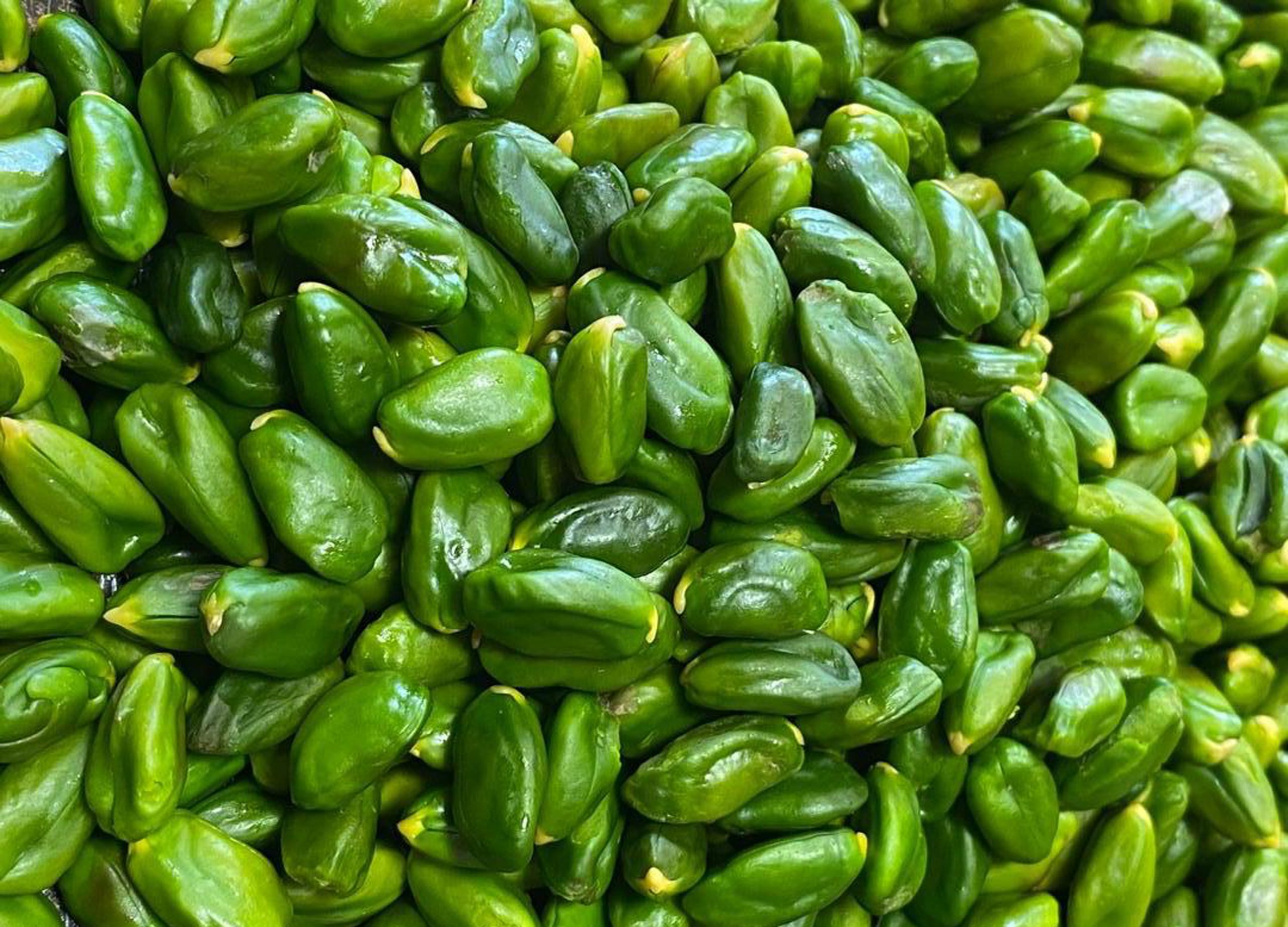 مغز پسته کال (مغز پسته دوپوست سبز) - قیمت پسته کال 1401_ شرکت پسته شادیز