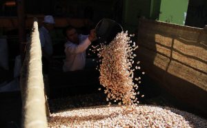 ایران تامین کننده و صادرکننده پایدار پسته - فروش عمده پسته در شادیز - محصولات باکیفیت، قیمت منصفانه