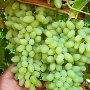 کشمش ایرانی - کاشمر - کشمش سبز کاشمر - عرضه کننده و تولید کننده کشمش ایرانی - شرکت شادیز